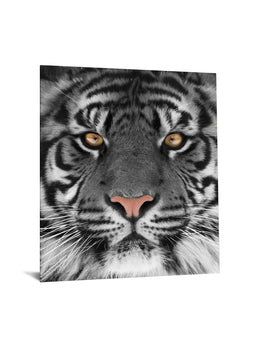 Temp Glass W/Foil - White Tiger Tempered Glass
