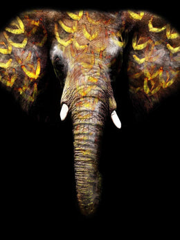 Temp Glass W/Foil - Gold Elephant Tempered Glass