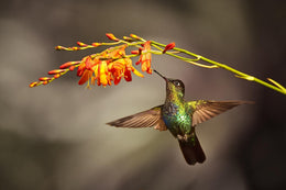Temp Glass W/Foil - Hummingbird Tempered Glass