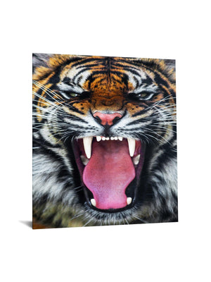 Temp Glass W/Foil - Roaring Tiger Tempered Glass