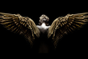 Temp Glass W/Foil - Spread Wings Tempered Glass