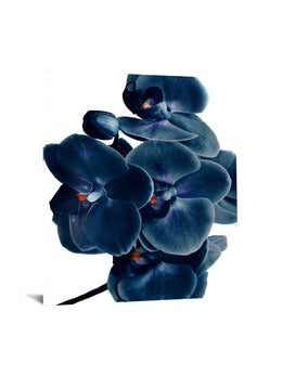 Temp Glass W/Foil - Blue Orchid Tempered Glass