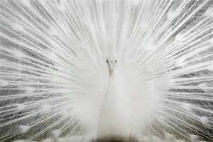 Tempered Glass W/Foil & Rhinestones - White Peacock Tempered Glass