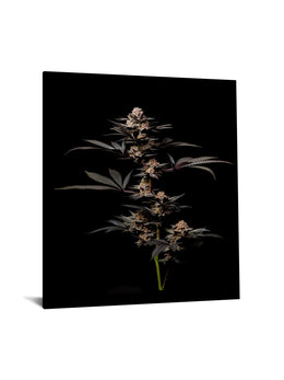 Temp Glass W/Foil -Cann 2 Tempered Glass