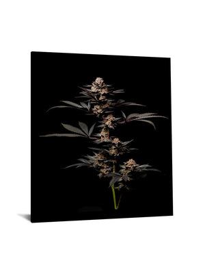 Temp Glass W/Foil -Cann 2 Tempered Glass