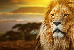 Temp Glass W/Foil -Lion Safari Tempered Glass