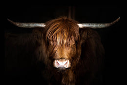 Temp Glass W/ Foil - Highland Cow On Black Tempered Glass