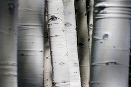 Tempered Glass W/ Foil - Aspen Trunks Tempered Glass