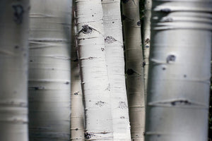 Tempered Glass W/ Foil - Aspen Trunks Tempered Glass