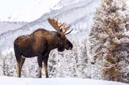 Tempered Glass - Moose In Snow Tempered Glass
