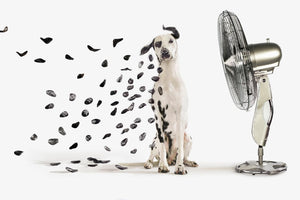 Tempered Glass W/ Foil - Dalmation Tempered Glass